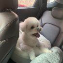 꿀강아지 테리하우스 | 광진구애견미용] 꿀강아지테리하우스⭐️스트레스없는 애견미용⭐️ 군자미용은 여기서