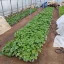 이복순농장 이미지