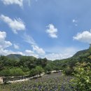 늘푸른농원 | [충주]숲속 힐링 제대로!🌲늘푸른사랑농원 캠핑장 후기