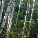 신 봉평메밀 이미지