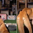 고양이 쉼터 이미지