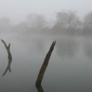 박달하지 이미지