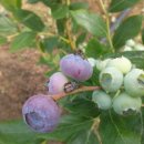 시몬농장 이미지