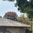 카페두가시 이미지