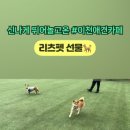 리츠펫선물 - 2482 | 리츠펫선물