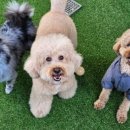 리치펫하우스 이미지