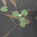 수련
