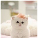 부산고양이분양 모나미네코 해운대본점 이미지