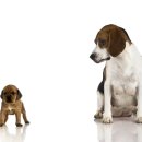 닥터멍동물병원 이미지