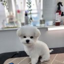 The dog 애견미용샵 이미지
