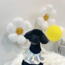 댕그리 펫 살롱 이미지