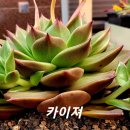 카이져 이미지