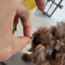 참소프트 | 강아지면역 저알러지 기호성사료 소프트뮨 오리&amp;식이섬유 푸딩이 후기