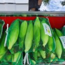 잣나무집정원 이미지