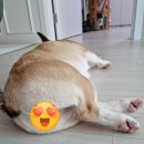 웰시쿠키