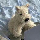 님 거지가 꿈이에여?