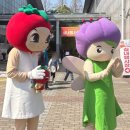 11620-21-43-13 | 2026년 부산 대저 토마토 축제 방문 후기 (일정, 토마토 구매)