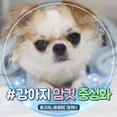 마음사랑 동물병원 | 화성동물병원 암컷 강아지 중성화 수술과 배꼽탈장 수술 후기