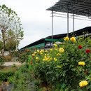 소들농장 이미지