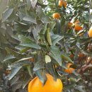 귀덕농장 이미지