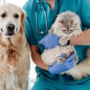 HI, MY DOG 이미지