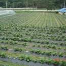 합심농장 이미지