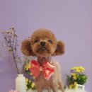 땡큐멍냥 이미지