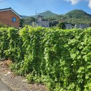 현충원로3 이미지