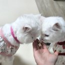 트릿 | 고양이 무첨가 트릿 리셋 치킨 트릿 후기