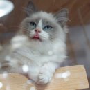 고양이분양은 노블캣 랙돌놀숲분양캐터리 대전점 이미지