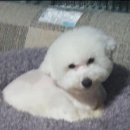 플레이독 남양주점 이미지
