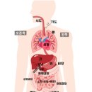 명치 아래에서 검지손가락 하나 내려온 부위가 누르면 항상 아픈데 어디가 안 좋은걸까요? 이미지