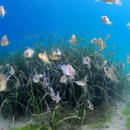 효성자원㈜ 이미지