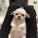 투빈