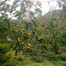 가을민박 이미지