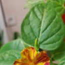 외동마님 이미지