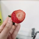 평택 딸기농장🍓 땡큐베리팜