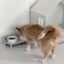 펫토 이미지