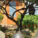 충주참기름 이미지