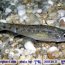 어류도감 이미지