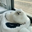 오마이펫 이미지