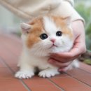 안양유지사료 이미지