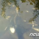 성정천 이미지