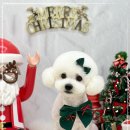 윈썸그루밍 이미지