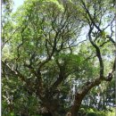 제주 강정동 담팔수(濟州 江汀洞 담팔수) 이미지