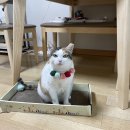 BK심장동물병원 이미지