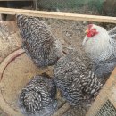 상방농장 이미지