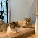 삼층 | [평택] 아이들과 함께 가기 좋은 평택고양이카페 추천 "삼층고양이카페" 방문후기
