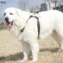 동물농장 이미지