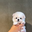 A. DOG(어독) 이미지